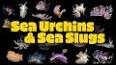 The Intriguing World of Sea Urchins ile ilgili video