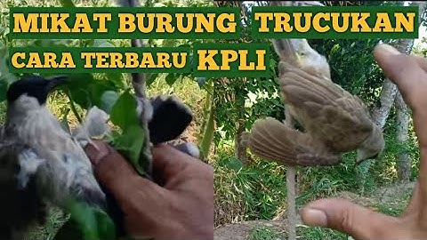 Mikat Burung Trucukan Cara Terbaru ( KPLI ) Part 1