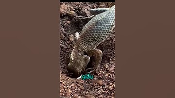 Thằn Lằn Nuôi Trong Nhà Đẻ Trứng Như Thế Nào? 🤔