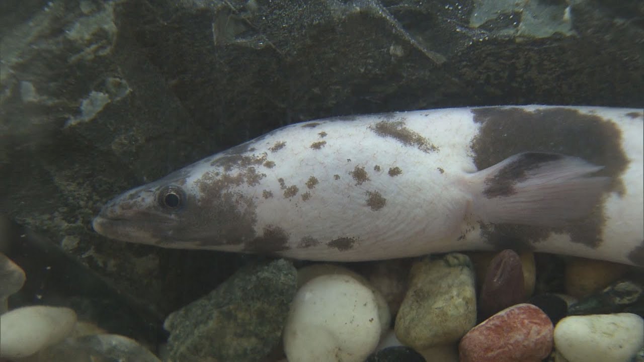 パンダウナギ 突然変異で白黒に「パンダウナギ」 数万匹に1匹とも 料理店の水槽