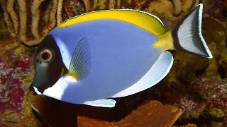 Facts: The Powder Blue Tang