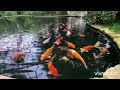 01.07.2020 Ботанический сад «Casa Verde”.Голландия/Botanische tuin “Casa Verde”.Nederland # 274