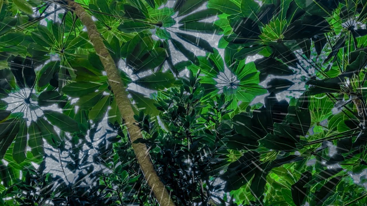 Tropical Rainstorm Sleeping Sounds | Endless Hours of Rain for Sleep