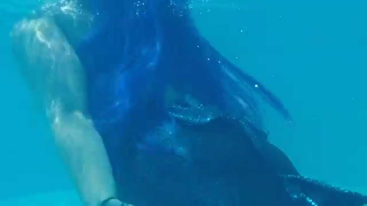 First Underwater footage! Fabric Tail
