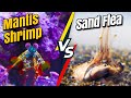 Mantis shrimp vs sand fleas