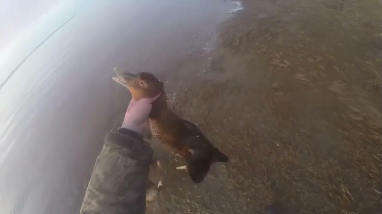 2022 2023 Nova Scotia Duck Toller. Nova Scotia duck hunting. YouTube