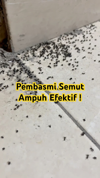 Pembasmi semut ampuh efektif basmi semut sampai ke ratu semutnya #pembasmisemut #antisemut #semut