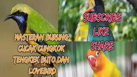 Suara Masteran Cucak Cungkok,Tengkek Buto dan Lovebird jernih panjang
