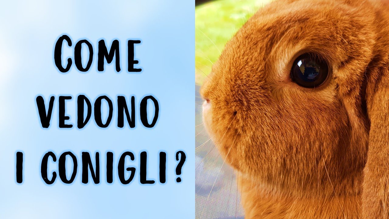 Come VEDONO i Conigli? YouTube Come VEDONO i Conigli? YouTube