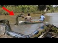 10 Abnormally Large Snake Sightings!