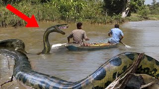 10 Abnormally Large Snake Sightings!