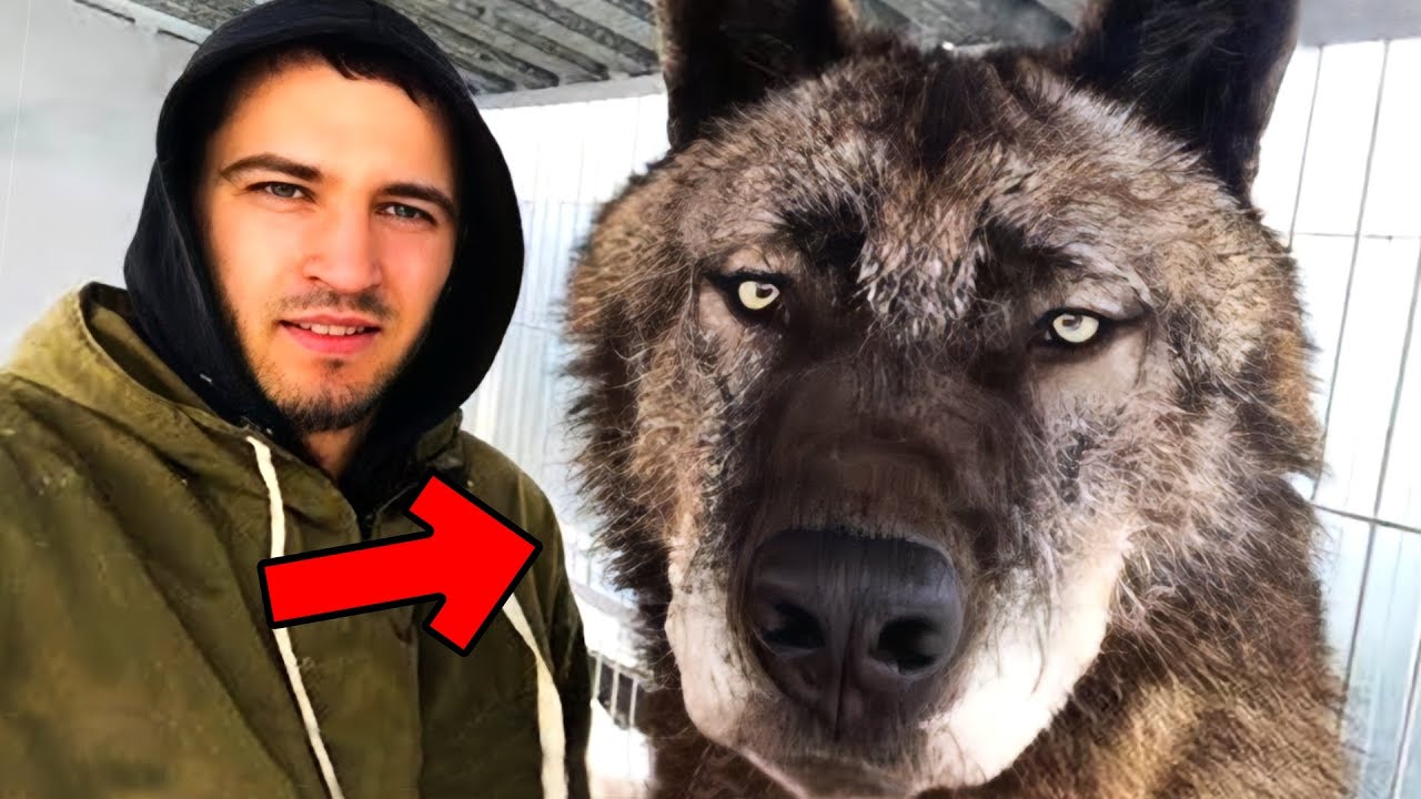 Мужчина спасает брошенного щенка. Спустя несколько месяцев он узнает, что это была не собака