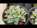 Trim roots remove offsets and take leaves for propagation from rennys haworthia hybrid cv 3d