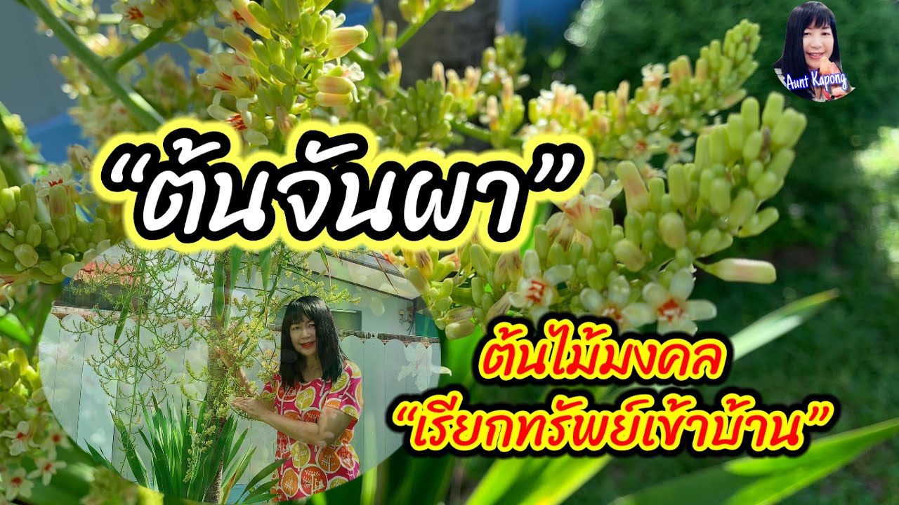 ต้นจันผา ต้นไม้มงคลสำหรับการเรียกทรัพย์เข้าบ้าน_25/07/2021 |Aunt Kapong