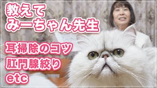 【教えてみーちゃん先生】耳掃除のコツ、肛門腺絞りのやり方、シャンプーの翌日に毛玉を吐きます、新しい猫の迎え方、缶詰を食べないんです、その他【質問に答えていくよ】