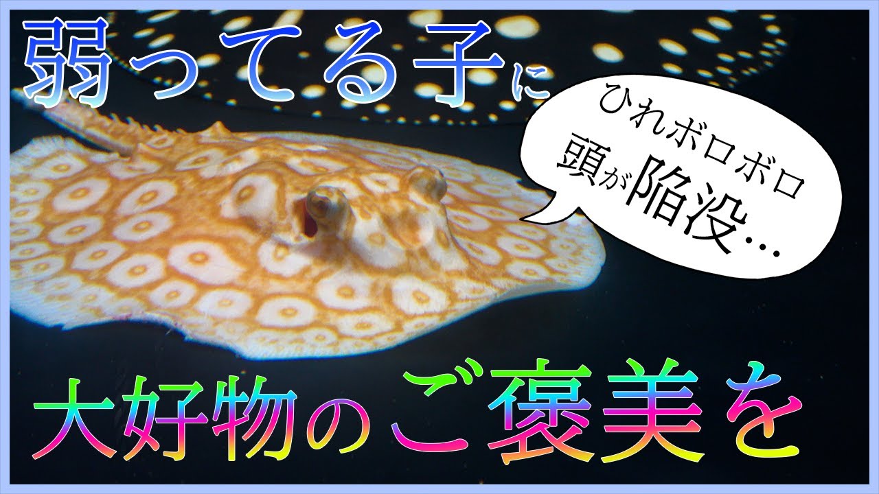 ARRAIA 淡水エイの本 maxresdefault.jpg