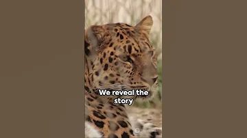 Amur Leopard Shadows Of The Taiga 