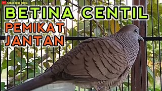 Perkutut betina Gacor PEMIKAT JANTAN