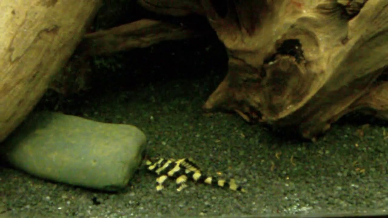 L168 pleco (Butterfly pleco) (Dekeyseria brachyura) (part 2)