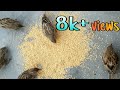 Sparrow bird food | kangni seed |pichuka sound |chittu kuruvi sound | kuruvi