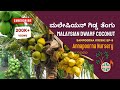 ಮಲೇಷಿಯನ್ ಗಿಡ್ಡ ತಳಿ ತೆಂಗು | Malaysian Dwarf Coconut | Sampoorna Krishi
