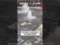 El Patito Merlín se refresca en la Alameda Oriente previo al México vs Corea del Sur