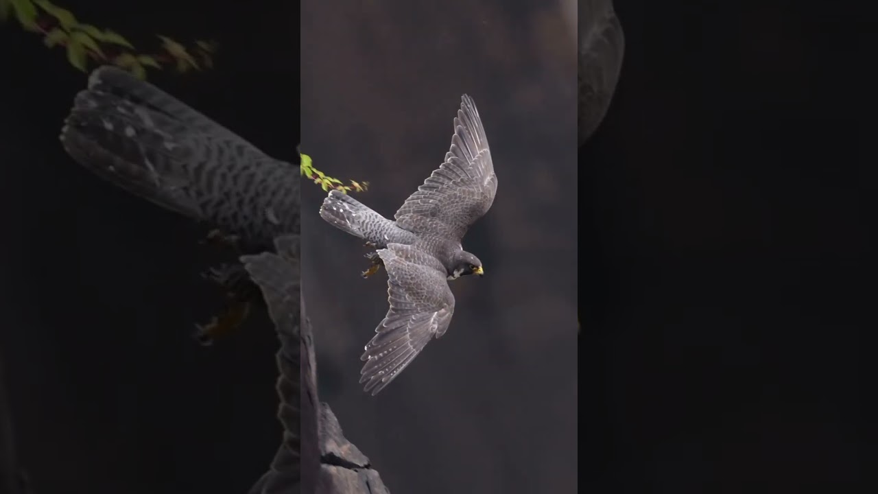 Female Peregrine Falcon Takes Flight 