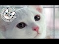 【Jean 0495】ジャンくんゆかりの保護猫譲渡会をリポート　元野良猫の保護里親記録 Jean, a former stray cat.