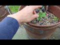 DIY NA TANIMAN NG GULAY, SA LIKOD NG BAHAY MGA PERASO NG MGA LATA|MARQUITA VLOGS 