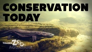 Hellbenders, largest salamander in the U.S. - Conservation Today