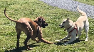 Rhodesian Ridgeback Peaches plays with a husky new friend on a beautiful Spring Day