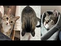 이거슨 너구리인가 고양이인가?🦝 | 열빙어 asmr, 손 잘쓰는 고앵🐾, 오리와의 사투🪿