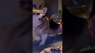Dog Reacts Humorously to Glass of Wine