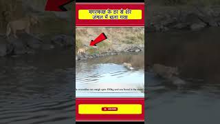 मगरमचछ क डर स शर जगल म भग गय