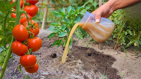 I always prepare this best fertilizer, I water everything with it,the yield will be huge