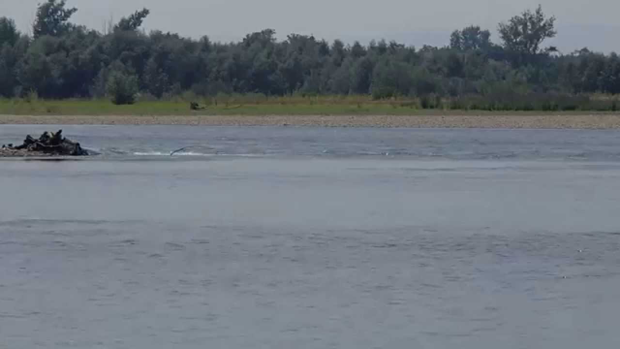 Relaxing Sounds of Nature River Birds Crickets Screen Saver Video