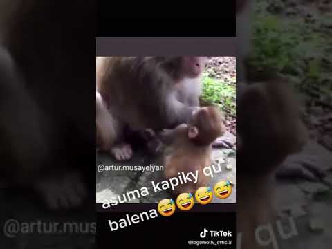 Video: Արդյո՞ք շիմպանզեն կապիկ է: