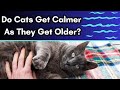 Do Cats Mellow Out With Age?