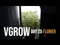 Vgrow autopilot run  early bloom