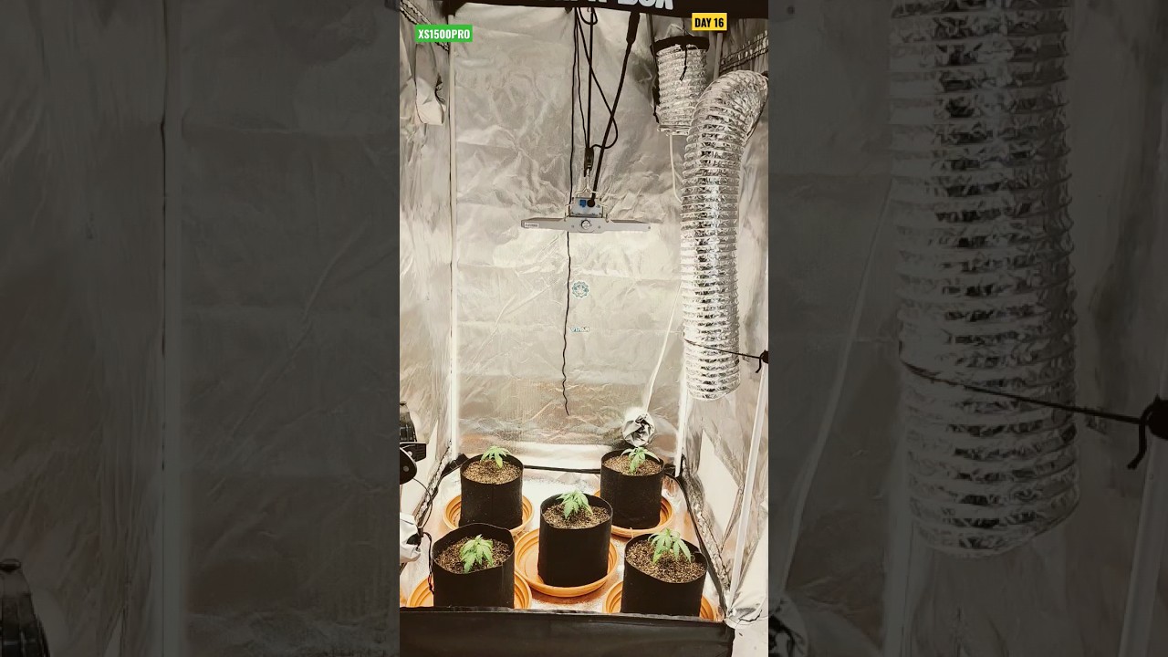 ✅DIA 16⛺GROW 80X80X160💡PAINEL @viparspectra XS1500 PRO LED GROW LIGHT🌰seeds GREEN Kush