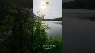 Shearwater, England ? shorts relaxingmusic relaxing nature