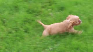 Cavalier King Charles Spaniel Puppy For Sale