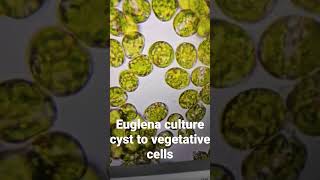 Euglena culture cyst to vegetative cells Microalgal culture under microscope. Microscopic view algae