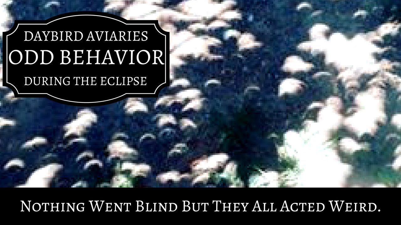 baby ducks as pets Animals Exhibit Strange Behavior During the Eclipse - Goats, Baby Ducks, Cockatoos, Macaws