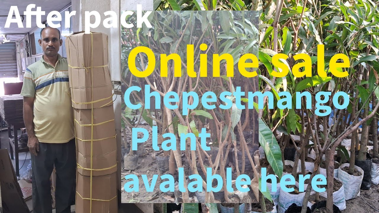 Online sale :-chepest mango plant avalable here l Rs 500/600/700:contact no and whats app 9733475747