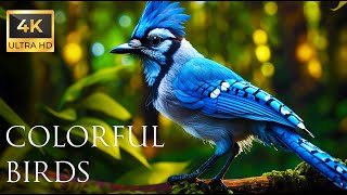 4K Colorful Jay Bird  Beautiful Birds Sound in the Forest | Bird Melodies