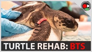 Behind the Scenes at the Turtle Rehab Facility