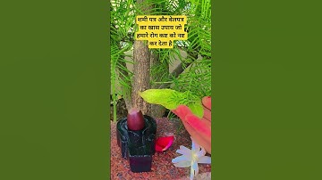 शमी पत्र और बेलपत्र का खास उपाय जो हमारे रोग कष्ट दुख को नष्ट कर देता है#Shiv mahapuran#short new #