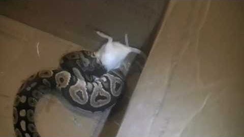 Feeding Kaybe, my cinnamon pastel ball python