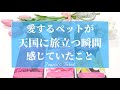 亡くなった愛するペット💫天国へ旅立つ瞬間に感じていたこと🌈✨あなたへのメッセージ💫【タロット🌟オラクルカード】愛のメッセージ💫